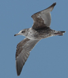 1cy fuscus in August, ringed in Finland. (81365 bytes)